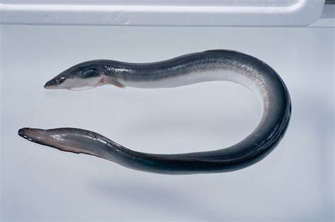 the egg ppc agency|Japanese eels cultivated from eggs served at tasting .
